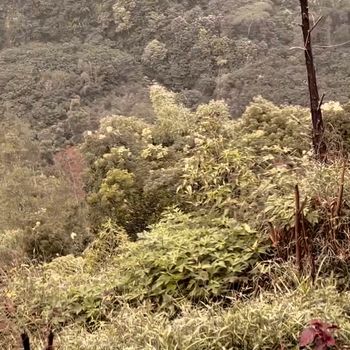 Kopi Ngadas Malang Kopi Ngadas Malang