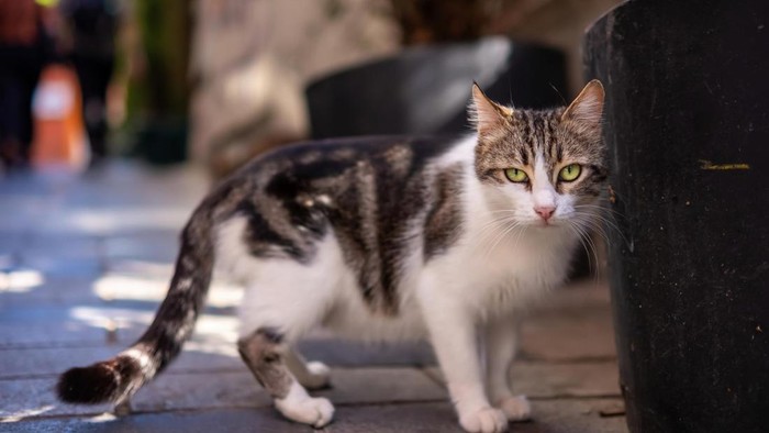 7 Cara Mengusir Kucing agar Tidak Berak Sembarangan di Sekitar Rumah
