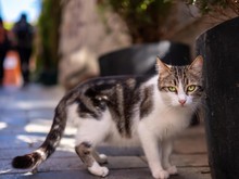 8 Tips dan Trik Mengusir Kucing Liar dari Rumah, Aman Tanpa Kekerasan