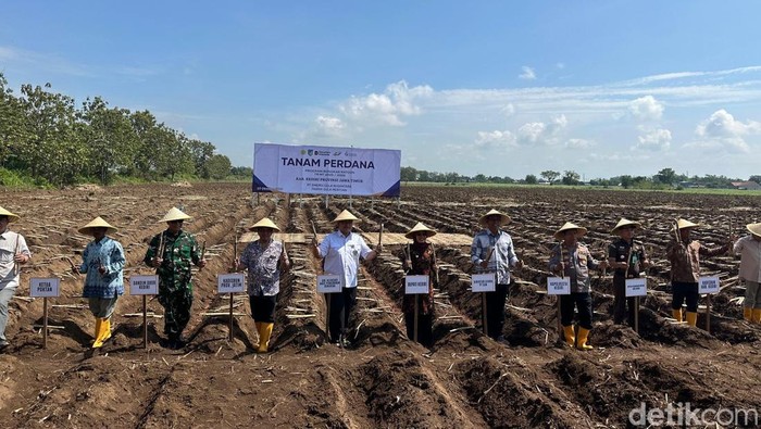 Pemkab Kediri Dukung Program Bongkar Ratoon yang Digagas Kementan