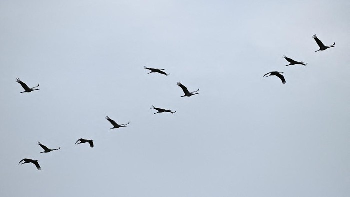 Specialists wearing protective suits pull a tub filled with cranes to a pile of cranes believed to have died due to a highly contagious bird flue strain at a gathering place for migratory birds, near Linum north of Berlin, Germany, October 22, 2025.   REUTERS/Annegret Hilse