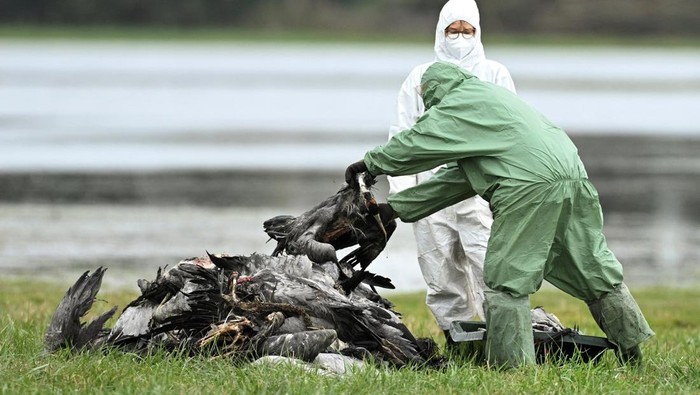 Specialists wearing protective suits pull a tub filled with cranes to a pile of cranes believed to have died due to a highly contagious bird flue strain at a gathering place for migratory birds, near Linum north of Berlin, Germany, October 22, 2025. REUTERS/Annegret Hilse