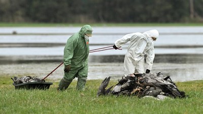 Penampakan Burung Bangau Migran Mati Massal Akibat Wabah Flu Burung