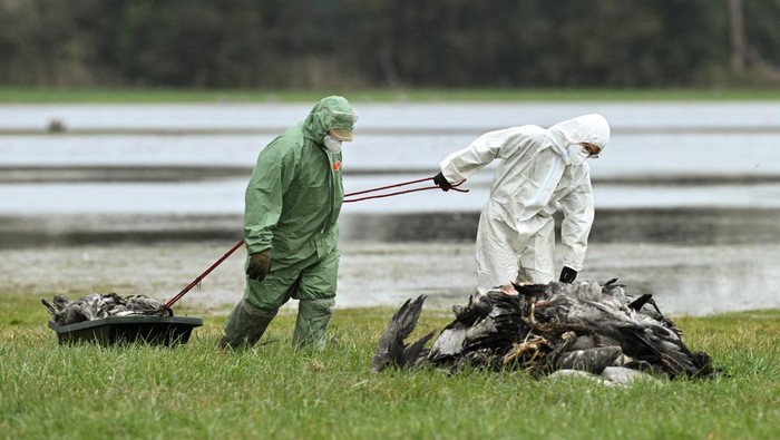 Specialists wearing protective suits pull a tub filled with cranes to a pile of cranes believed to have died due to a highly contagious bird flue strain at a gathering place for migratory birds, near Linum north of Berlin, Germany, October 22, 2025.   REUTERS/Annegret Hilse