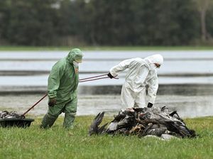 Penampakan Burung Bangau Migran Mati Massal Akibat Wabah Flu Burung