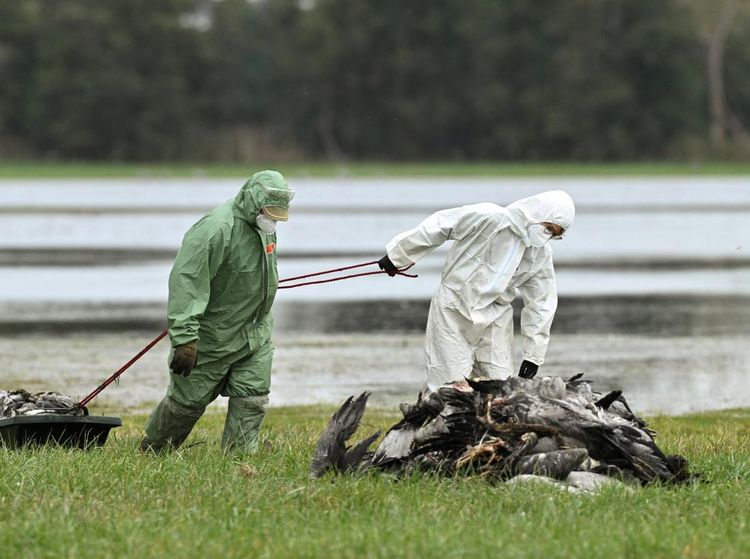 Penampakan Burung Bangau Migran Mati Massal Akibat Wabah Flu Burung