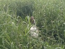 Mayat Pria yang Ditemukan di Dalam Karung di Muba Diduga Korban Pembunuhan