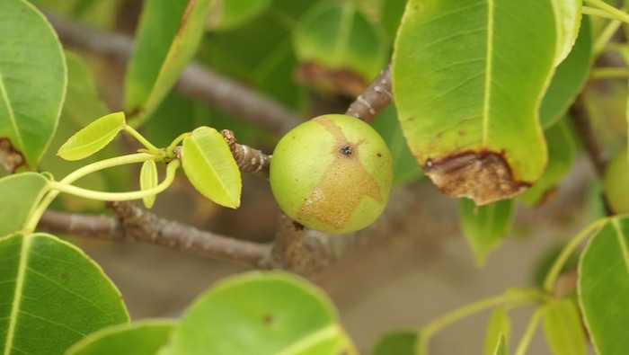 Pohon Manchineel dan buahnya yang berada di Kostarika