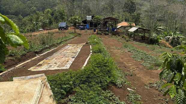 Proses penjemuran Kopi Sintok di Garut, Jabar.