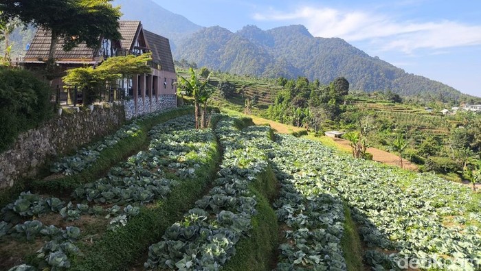 Salah satu lahan kebun di kuningan yang dikelola Bumdes
