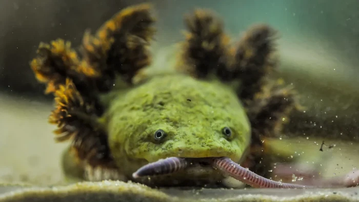 Salamander langka