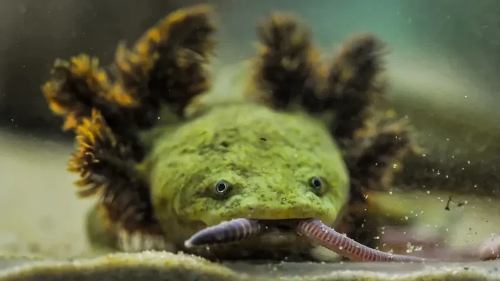 Wujud Naga Mini Amfibi Paling Langka dan Misterius di Dunia