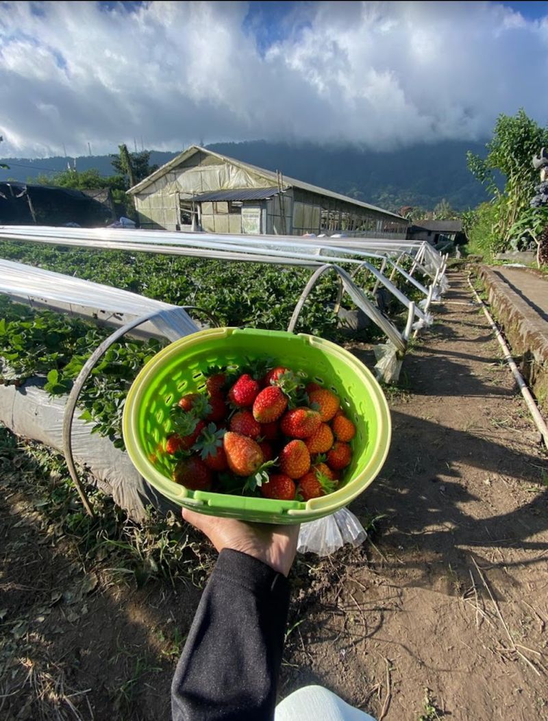 Aktivitas di Moondy Strawberry (Dok. Tangkapan Layar Google Riviewer. Wanda Wulandari 2024) Aktivitas di Moondy Strawberry (Dok. Tangkapan Layar Google Riviewer. Wanda Wulandari 2024)