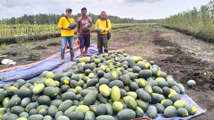 BAP memberi dukungan berupa demplot pertanian cabai dan semangka di Dusun Bagan Rame dan Desa Sungai Batang, Kecamatan Air Sugihan, Kabupaten OKI.