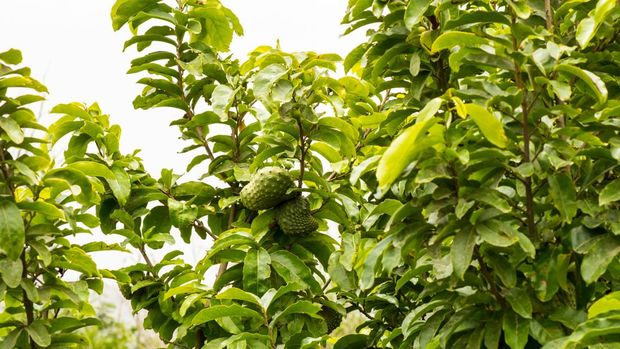 Daun Sirsak 5 Reaksi Tubuh Setelah Minum Rebusan Daun Sirsak, Ini Manfaat-Efek Sampingnya