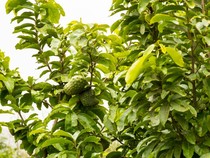 8 Reaksi Tubuh Setelah Minum Rebusan Daun Sirsak: Manfaat dan Efek Sampingnya