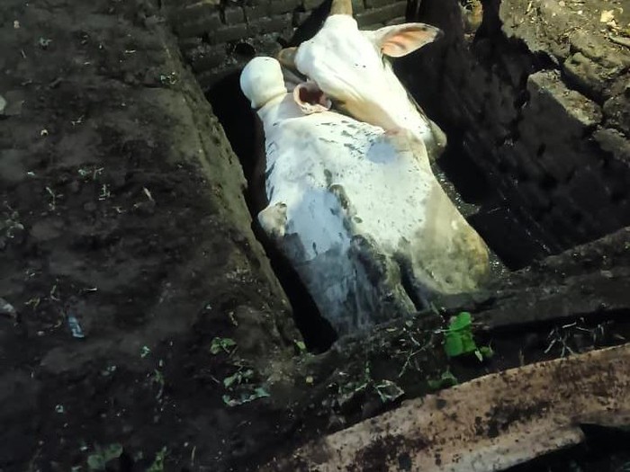 Proses evakuasi sapi yang terperosok ke lubang 2 meter untuk pembuangan limbah cair di Palbapang, Bantul, Kamis (23/10/2025) malam.