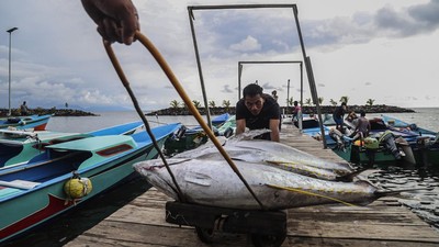 Harga Tuna Ekspor di Ternate Turun Jadi Rp30 Ribu per Kg