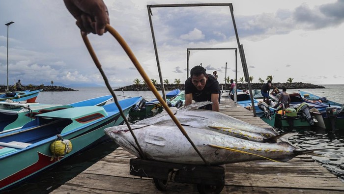 Harga Tuna Ekspor di Ternate Turun Jadi Rp30 Ribu per Kg Tumpukan ikan tuna sirip kuning di dalam bak hasil tangkapan nelayan di Pangkalan ikan tuna, Kelurahan Jambula Ternate, Maluku Utara, Jumat (24/10/2025). Menurut nelayan setempat dapat menangkap ikan tuna kualitas ekspor sebanyak 10 ekor per hari dan dijual ke pasar ikan dengan harga Rp30 ribu per kilogram atau turun dari harga sebelumnya Rp40 ribu per kilogram untuk selanjutnya diekspor ke beberapa negara seperti Vietnam,Thailand, Amerika, Singapura, Korea dan Malaysia. ANTARA FOTO/Andri Saputra/foc.
