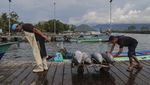 Harga Tuna Ekspor di Ternate Turun Jadi Rp30 Ribu per Kg Harga Tuna Ekspor di Ternate Turun Jadi Rp30 Ribu per Kg