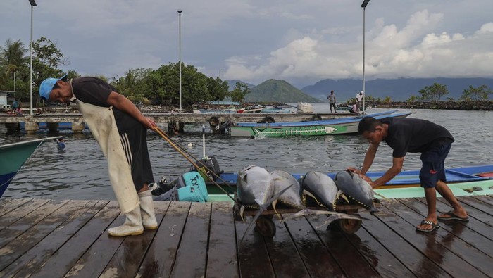 Harga Tuna Ekspor di Ternate Turun Jadi Rp30 Ribu per Kg Tumpukan ikan tuna sirip kuning di dalam bak hasil tangkapan nelayan di Pangkalan ikan tuna, Kelurahan Jambula Ternate, Maluku Utara, Jumat (24/10/2025). Menurut nelayan setempat dapat menangkap ikan tuna kualitas ekspor sebanyak 10 ekor per hari dan dijual ke pasar ikan dengan harga Rp30 ribu per kilogram atau turun dari harga sebelumnya Rp40 ribu per kilogram untuk selanjutnya diekspor ke beberapa negara seperti Vietnam,Thailand, Amerika, Singapura, Korea dan Malaysia. ANTARA FOTO/Andri Saputra/foc.