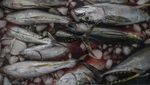 Harga Tuna Ekspor di Ternate Turun Jadi Rp30 Ribu per Kg Harga Tuna Ekspor di Ternate Turun Jadi Rp30 Ribu per Kg
