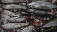 Harga jual ikan turun menjadi Rp30 ribu per kilogram dari sebelumnya Rp40 ribu sebelum diekspor ke berbagai negara Asia dan Amerika. ANTARA FOTO/Andri Saputra Harga jual ikan turun menjadi Rp30 ribu per kilogram dari sebelumnya Rp40 ribu sebelum diekspor ke berbagai negara Asia dan Amerika. ANTARA FOTO/Andri Saputra