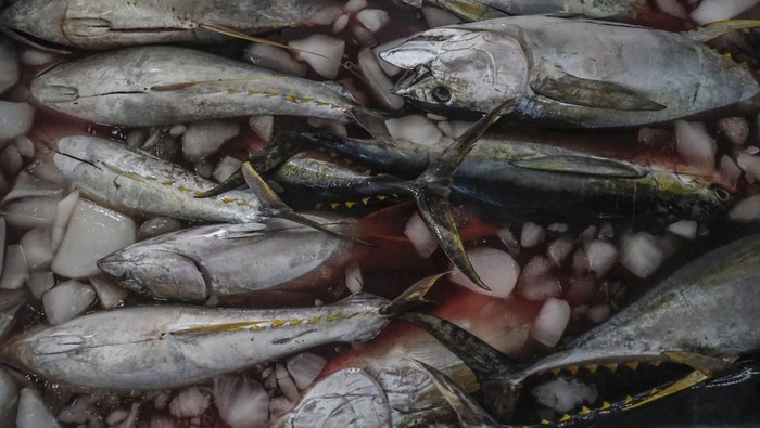 Harga Tuna Ekspor di Ternate Turun Jadi Rp30 Ribu per Kg Tumpukan ikan tuna sirip kuning di dalam bak hasil tangkapan nelayan di Pangkalan ikan tuna, Kelurahan Jambula Ternate, Maluku Utara, Jumat (24/10/2025). Menurut nelayan setempat dapat menangkap ikan tuna kualitas ekspor sebanyak 10 ekor per hari dan dijual ke pasar ikan dengan harga Rp30 ribu per kilogram atau turun dari harga sebelumnya Rp40 ribu per kilogram untuk selanjutnya diekspor ke beberapa negara seperti Vietnam,Thailand, Amerika, Singapura, Korea dan Malaysia. ANTARA FOTO/Andri Saputra/foc.