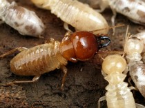 Cara Membasmi Rayap di Tembok dan Perabot Kayu, Dijamin Bersih dan Tuntas!