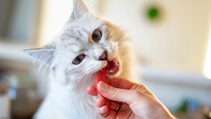 Kucing Boleh Makan Udang atau Tidak? Kucing Boleh Makan Udang atau Tidak?