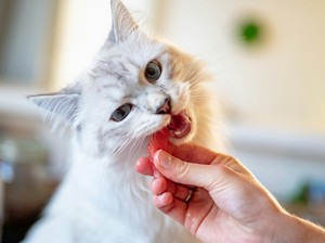 Kucing Boleh Makan Udang atau Tidak? Simak Faktanya!