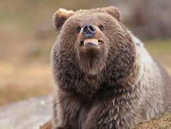 25 Foto Lucu Nikon Comedy Wildlife Awards 2025, Dijamin Bikin Ngakak!