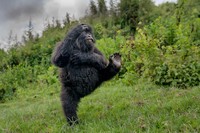 Nikon Comedy Wildlife Awards 2025 Nikon Comedy Wildlife Awards 2025
