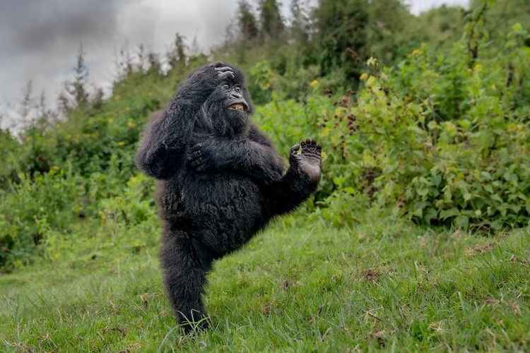 Nikon Comedy Wildlife Awards 2025 Nikon Comedy Wildlife Awards 2025
