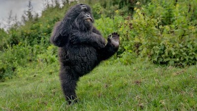 25 Foto Lucu Nikon Comedy Wildlife Awards 2025, Dijamin Bikin Ngakak!