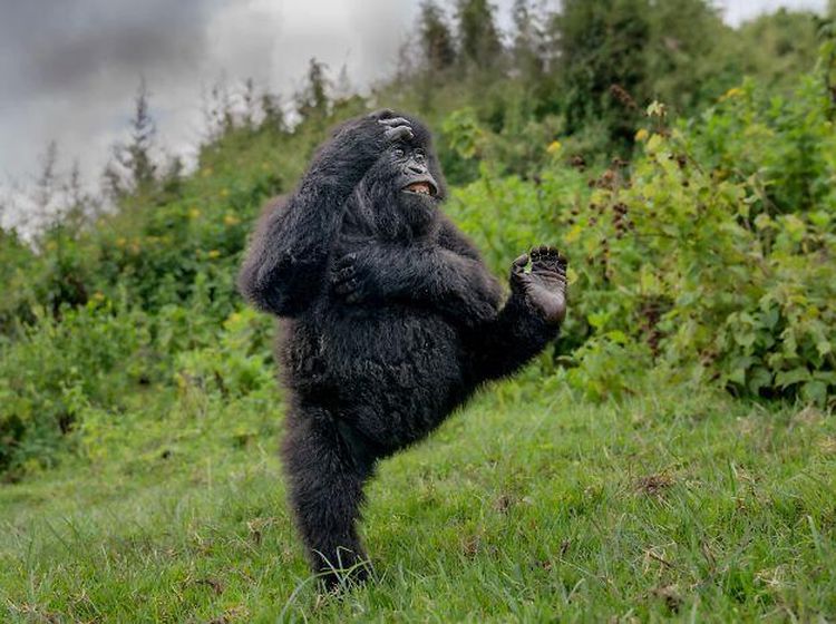 25 Foto Lucu Nikon Comedy Wildlife Awards 2025, Dijamin Bikin Ngakak!