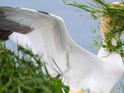 25 Foto Lucu Nikon Comedy Wildlife Awards 2025, Dijamin Bikin Ngakak!