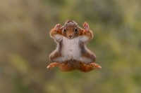 Nikon Comedy Wildlife Awards 2025 Nikon Comedy Wildlife Awards 2025