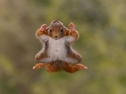 25 Foto Lucu Nikon Comedy Wildlife Awards 2025, Dijamin Bikin Ngakak!