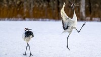 Nikon Comedy Wildlife Awards 2025 Nikon Comedy Wildlife Awards 2025