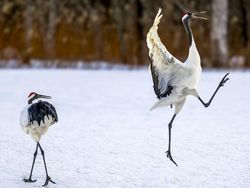 25 Foto Lucu Nikon Comedy Wildlife Awards 2025, Dijamin Bikin Ngakak!