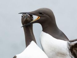 25 Foto Lucu Nikon Comedy Wildlife Awards 2025, Dijamin Bikin Ngakak!