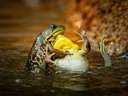 25 Foto Lucu Nikon Comedy Wildlife Awards 2025, Dijamin Bikin Ngakak!