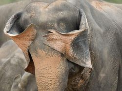 25 Foto Lucu Nikon Comedy Wildlife Awards 2025, Dijamin Bikin Ngakak!