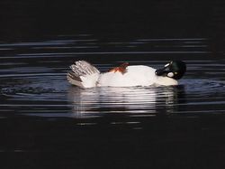 25 Foto Lucu Nikon Comedy Wildlife Awards 2025, Dijamin Bikin Ngakak!