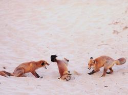 25 Foto Lucu Nikon Comedy Wildlife Awards 2025, Dijamin Bikin Ngakak!