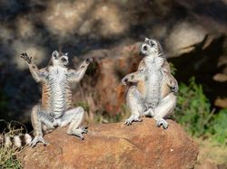 25 Foto Lucu Nikon Comedy Wildlife Awards 2025, Dijamin Bikin Ngakak!