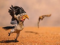 Nikon Comedy Wildlife Awards 2025 Nikon Comedy Wildlife Awards 2025