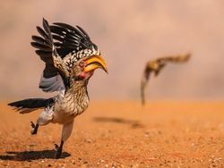 25 Foto Lucu Nikon Comedy Wildlife Awards 2025, Dijamin Bikin Ngakak!