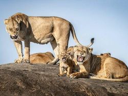 25 Foto Lucu Nikon Comedy Wildlife Awards 2025, Dijamin Bikin Ngakak!